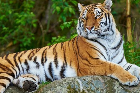 Golden Triangle Tour with Ranthambore