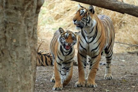 2-Day Ranthambore Tiger Safari Tour from Jaipur