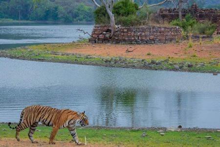 5-Days Golden Triangle Tour with Ranthambore Tiger Safari from Delhi