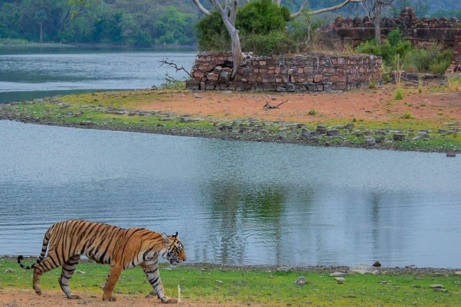 5-Days Golden Triangle Tour with Ranthambore Tiger Safari from Delhi