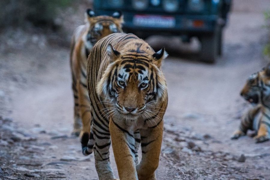 Ranthambore Tiger Safari Day Trip from Jaipur